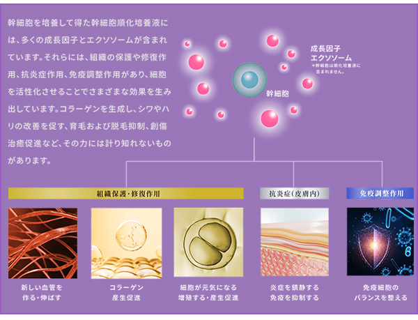 オーベルEVs プレミアムクリーム（高濃度幹細胞クリーム）